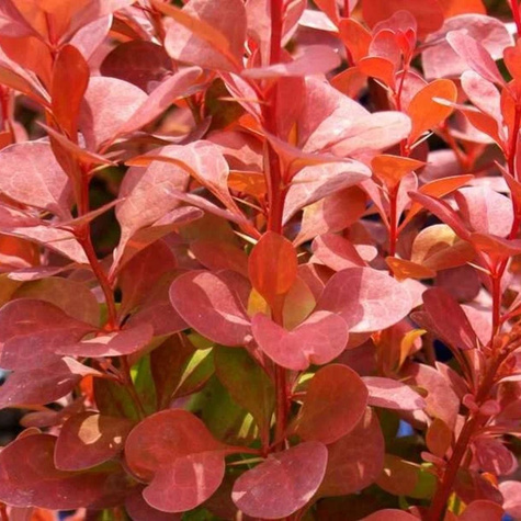 Berberys thunberga Orange Rocket