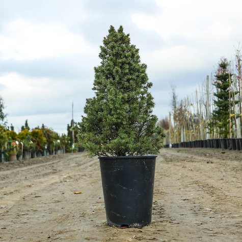 Świerk biały Conica