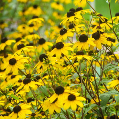 Rudbekia lśniąca (C2)