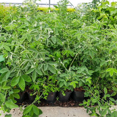 Złotokap pospolity (C2)