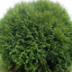 Thuja Żywotnik zachodni Little Champion (C2) 