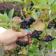 Aronia czarnoowocowa Galicjanka w doniczce