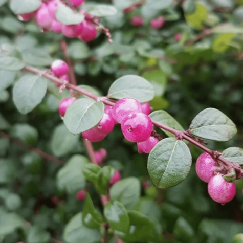 Śnieguliczka Chenaulta (P9)