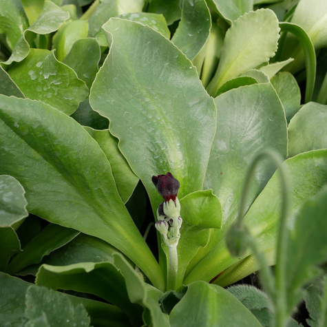 Pierwiosnek omszony (C2)