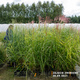 Miscanthus sinenesis Miskant chiński 'Nippon'