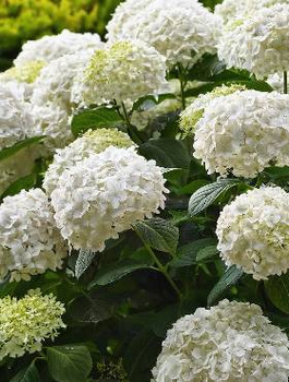 Hortensja krzewiasta Annabelle odporna na mróz (C2)