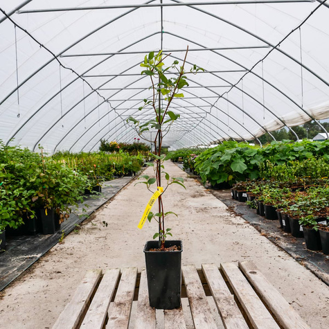 Powojnik Clematis wielkokwiatowy Red Star (C2)