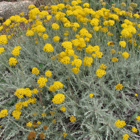 Kocanka włoska Aladin (C2)