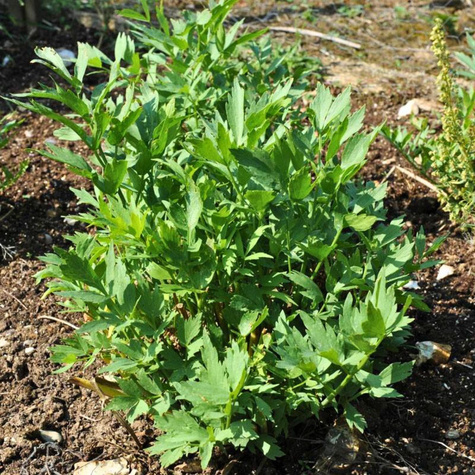 Lubczyk ogrodowy 0,5g