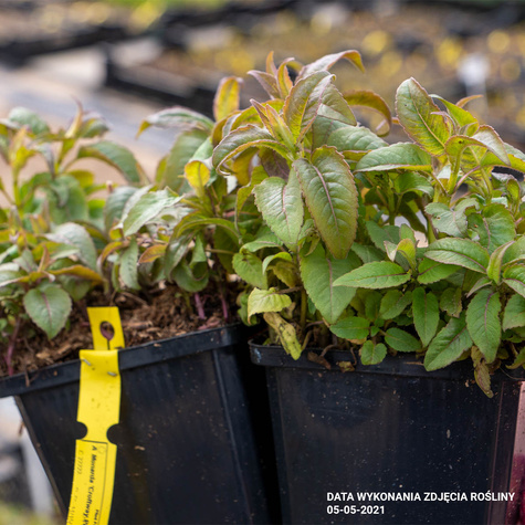 Pysznogłówka ogrodowa Croftway Pink (C2)