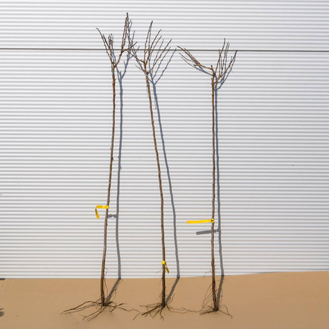 Agrest biały Triumf na pniu Plant Pack