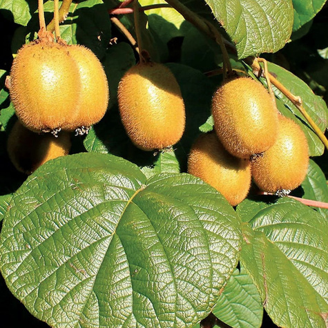 MINI KIWI Aktinidia ostrolistna Weiki męska 