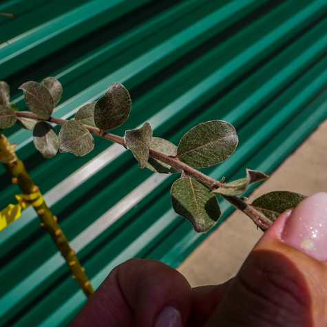 Wierzba argentea na pniu (C5)