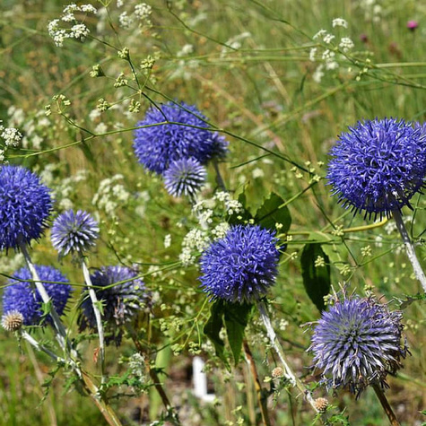 Przegorzan pospolity (C2)