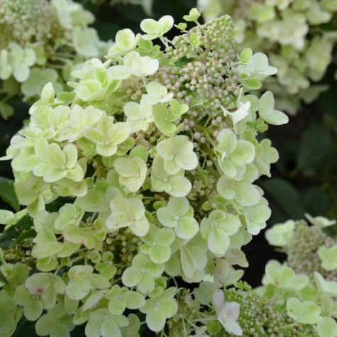 Hortensja Bee Happy szczepiona na pniu