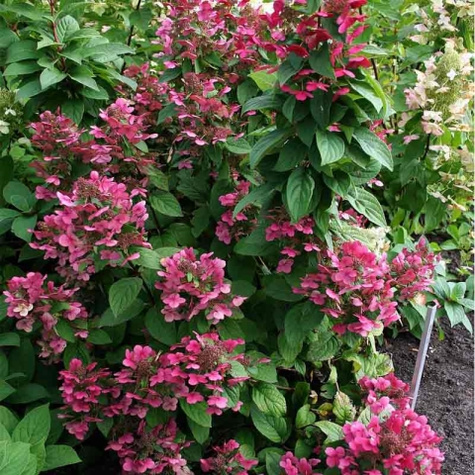 Hortensja bukietowa Magical Flame (C2)