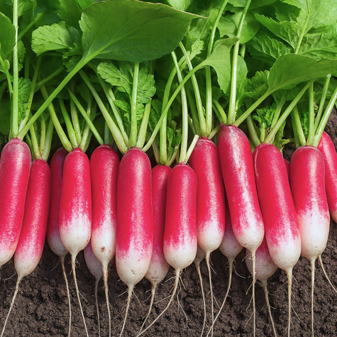 Rzodkiewka Mila wczesna 10g