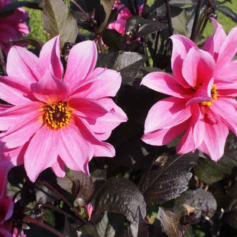 Dalia ciemnolistna Fascination różowa