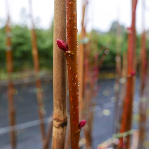 Lipa holenderska Pallida (C2)