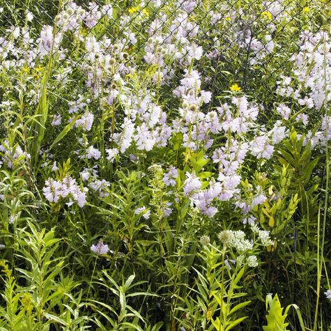 Odętka wirginijska (C2)