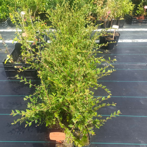 Irga pomarszczona (C2)