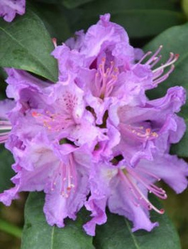 Rododendron fioletowy (C2)