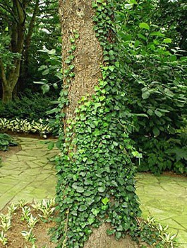 Bluszcz pospolity Hedera Helix (C2)