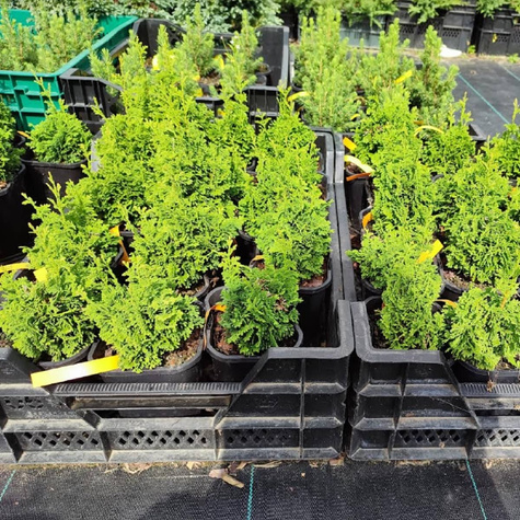 Thuja Tuja Żywotnik zachodni 'Spiralis Mini' (C2)