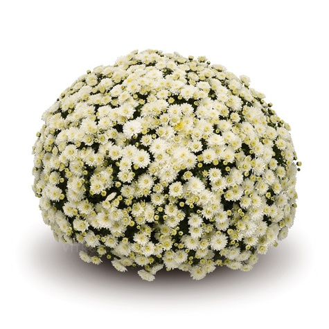 Chryzantema drobnokwiatowa biała DUŻA DONICA