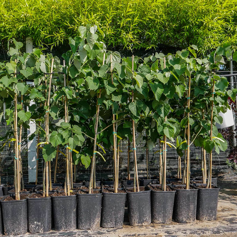 Lipa srebrzysta Tilia Tomentosa (C2)