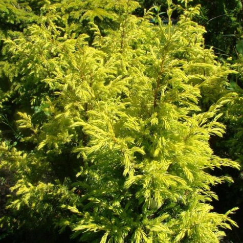 Jałowiec pospolity Suecica Aurea (C2)