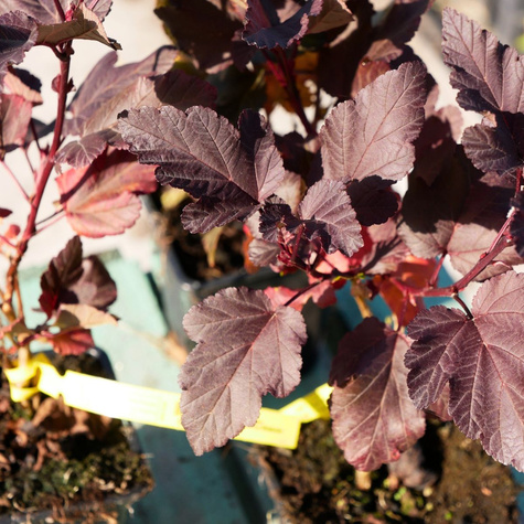 Pęcherznica kalinolistna Diabolo (P9)