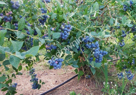 Zestaw 4 plennych odmian borówek + nawóz