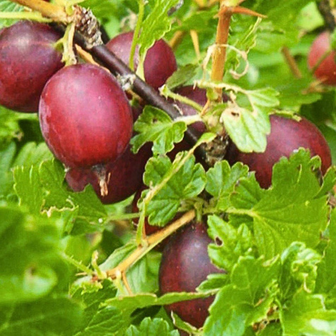 Agrest czerwony Kamieniar na pniu w doniczce