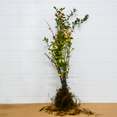 Berberys Zwyczajny Na Żywopłot PREMIUM SADZONKI Plant Pack