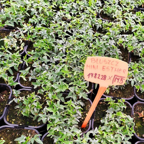 Bluszcz pospolity Mini Esther