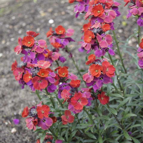 Pszonak Constant Cheer (C2)