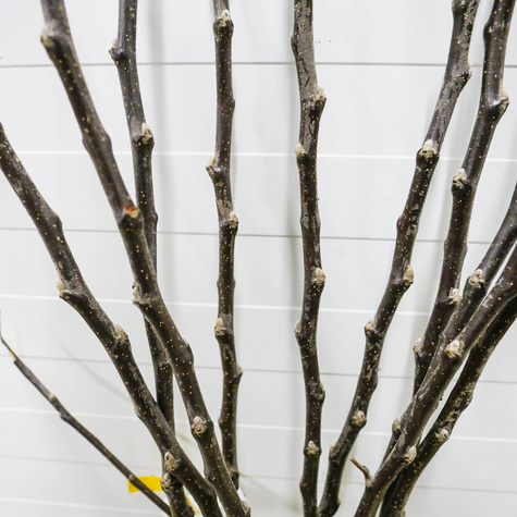 Jabłoń Red Lobo Plant Pack