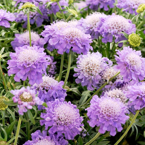 Driakiew gołębia Cuori Blue (C2)
