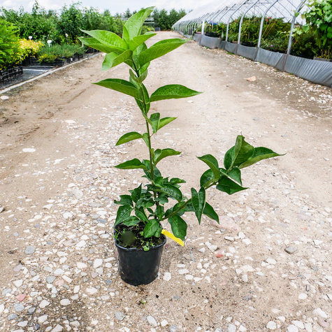 Trzmielina pospolita Red Cascade (C2)