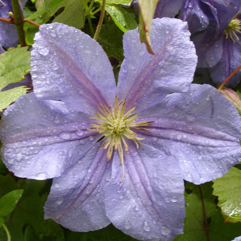Powojnik Clematis wielkokwiatowy Błękitny Anioł