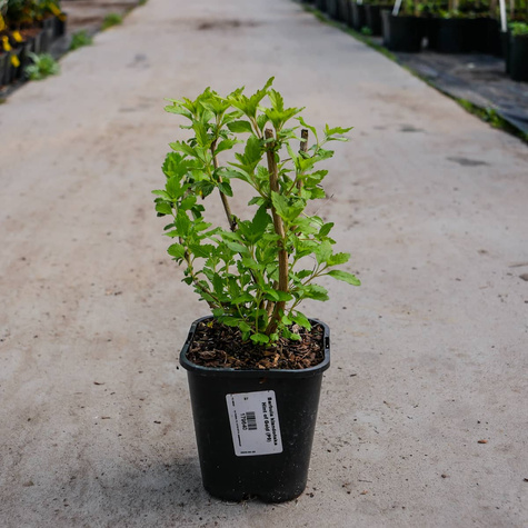 Barbula klandońska Hint of Gold (C2)