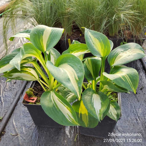 Funkia Hosta Dream Queen (C2)
