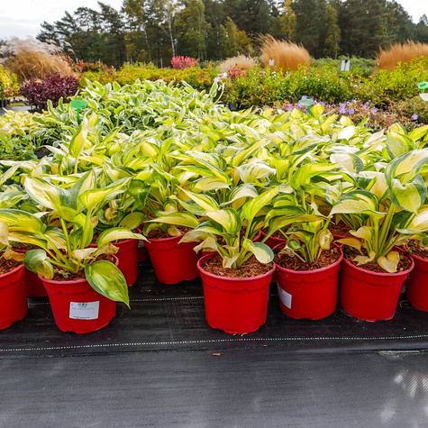 Funkia Hosta Great Expetations (C2)