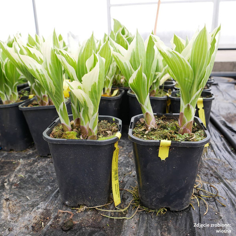 Funkia Hosta Falista Albomarginata (C2)