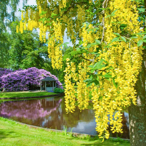 Złotokap pospolity 110-150cm