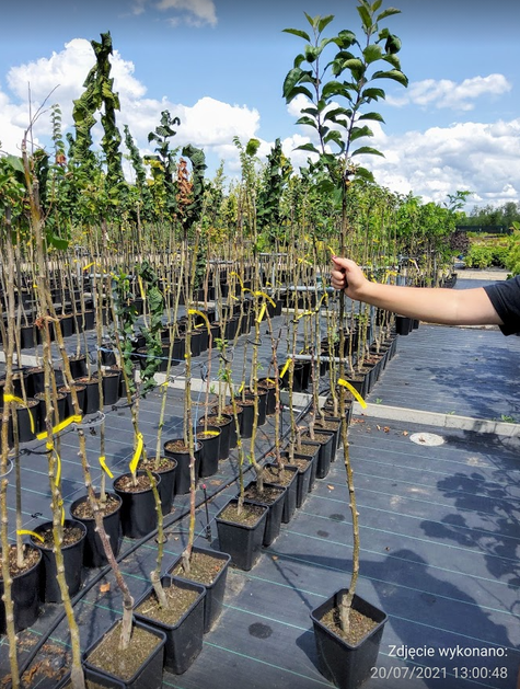 Jabłoń rajska Tringo Tina karłowa szczepiona na pniu