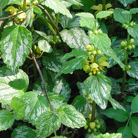 Gajowiec żółty Florentinum