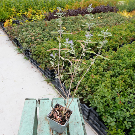 Barbula klandońska Heavenly Blue (P9)