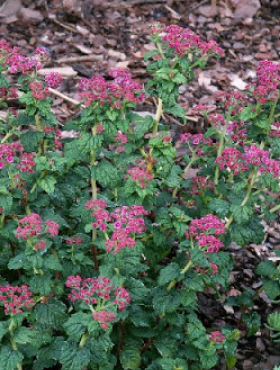 Tawuła japońska Bullata (C2)